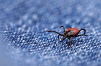 Sizzling Tick Summer season Is Right here. Here is What You Must Know and  Keep Secure