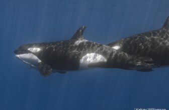 Orcas Faux to Drown Every Different in Uncommon Coaching Session Caught on Digicam