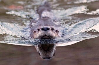 ‘Bizarre Wanting’ Otter Poo Reveals an Sudden Function in Parasite Management