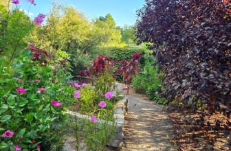 The Little Issues E-newsletter #486 – Life, laughter, and many nice meals!