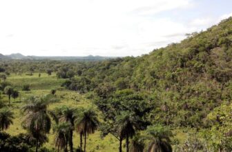 New Micro organism Found in Flies Might Sicken People