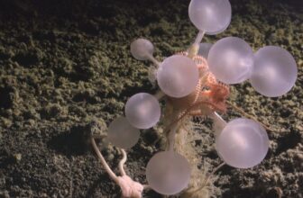 Scientists Simply Discovered a ‘Demise-Ball’ Sponge and a Entire Bunch of Different Deep-Sea Weirdos