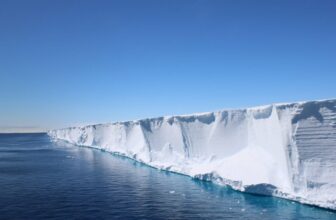 Scientists Went In search of Shackleton’s Endurance. They discovered a Hidden Fish Metropolis in Excellent Formation As a substitute