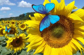 Bluesky Will Check a ‘Dislike’ Possibility. It May Assist Repair a Large Drawback