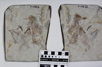 Historic Chook Swallowed 800 Rocks and Choked to Dying, Scientists Say