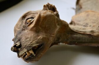 Scientists Uncover 2000-12 months-Previous Mummified Cheetah in an Sudden Place