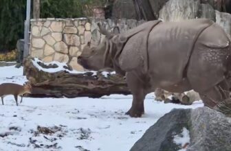 Invoice Gates Warns of a Darkish Pattern In Miserable Annual Letter So Here is a Little Deer Man Completely Proudly owning a Rhinoceros